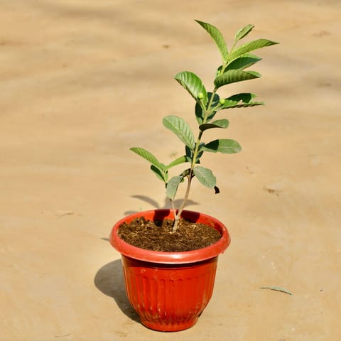 Amrood / Guava in 8 Inch Terracotta Red Olive Plastic Pot