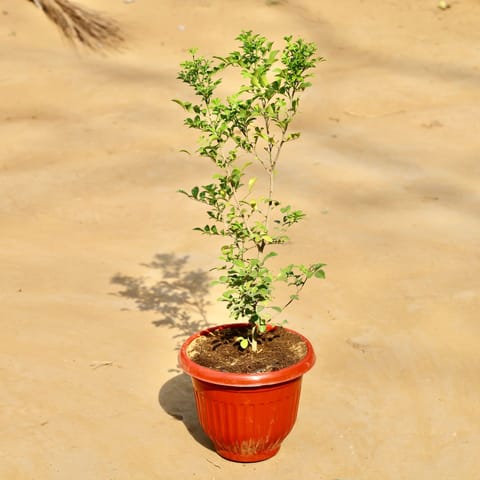 MadhuKamini White (~ 1.5 ft) in 8 Inch Terracotta Red Olive Plastic Pot