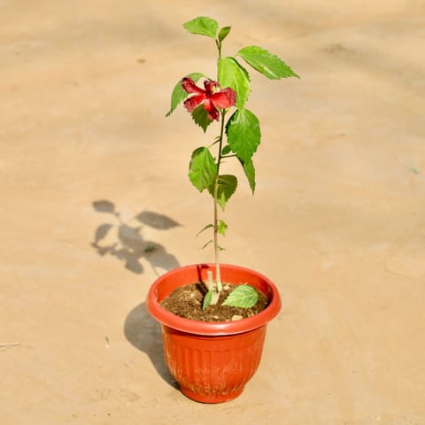 Hibiscus in 8 Inch Terracotta Red Olive Plastic Pot