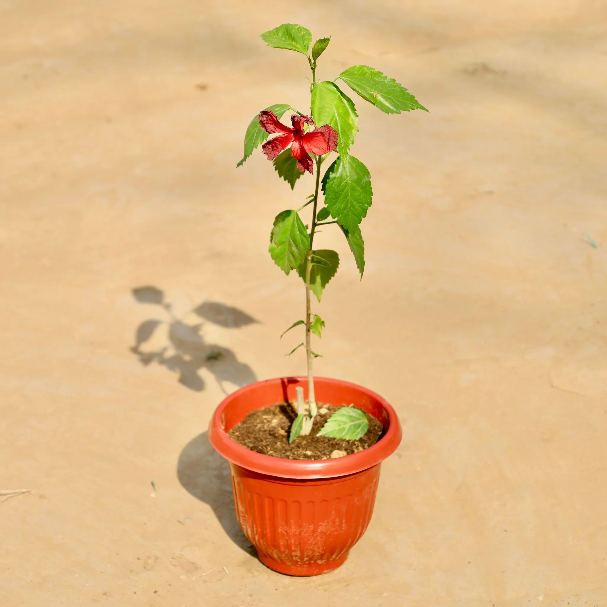 Hibiscus in 8 Inch Terracotta Red Olive Plastic Pot