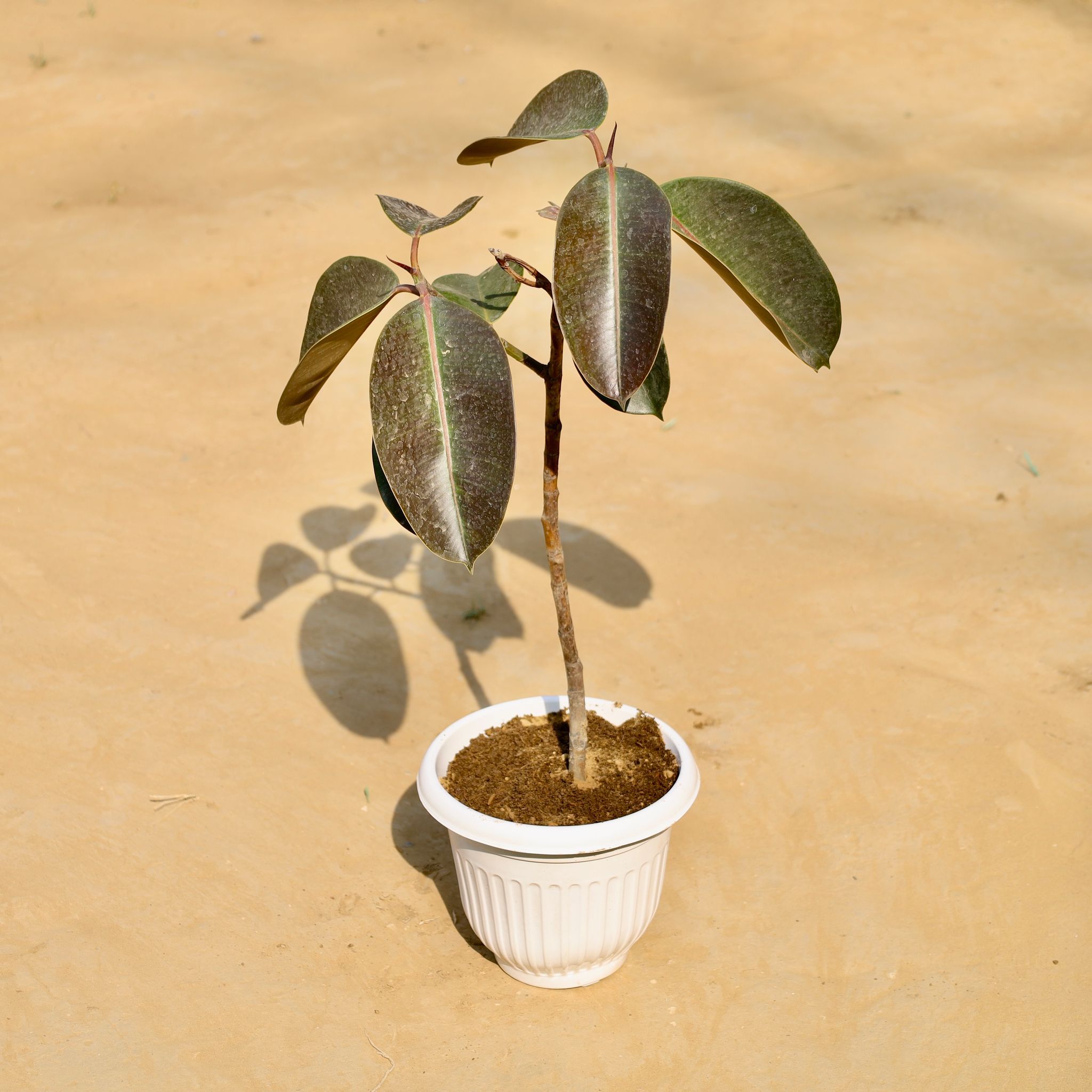 Rubber plant in 8 Inch White Olive Plastic Pot