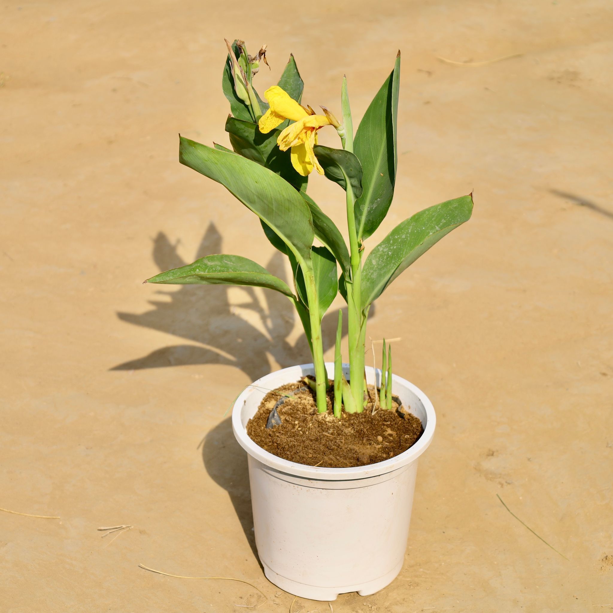 Canna lily in 8 Inch White Nursery Pot