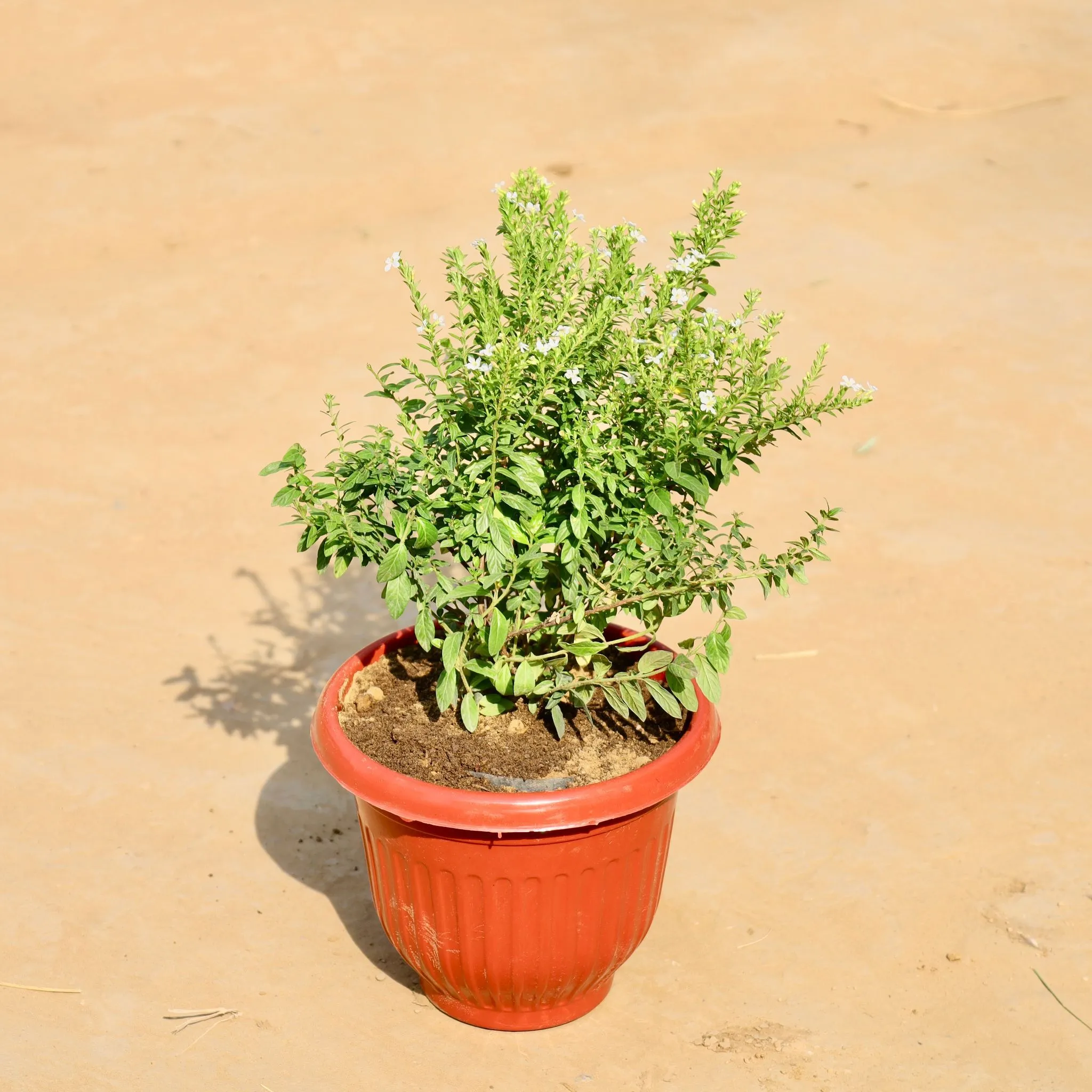 Cuphea / False Heather White in 8 Inch Terracotta Red Olive Plastic Pot