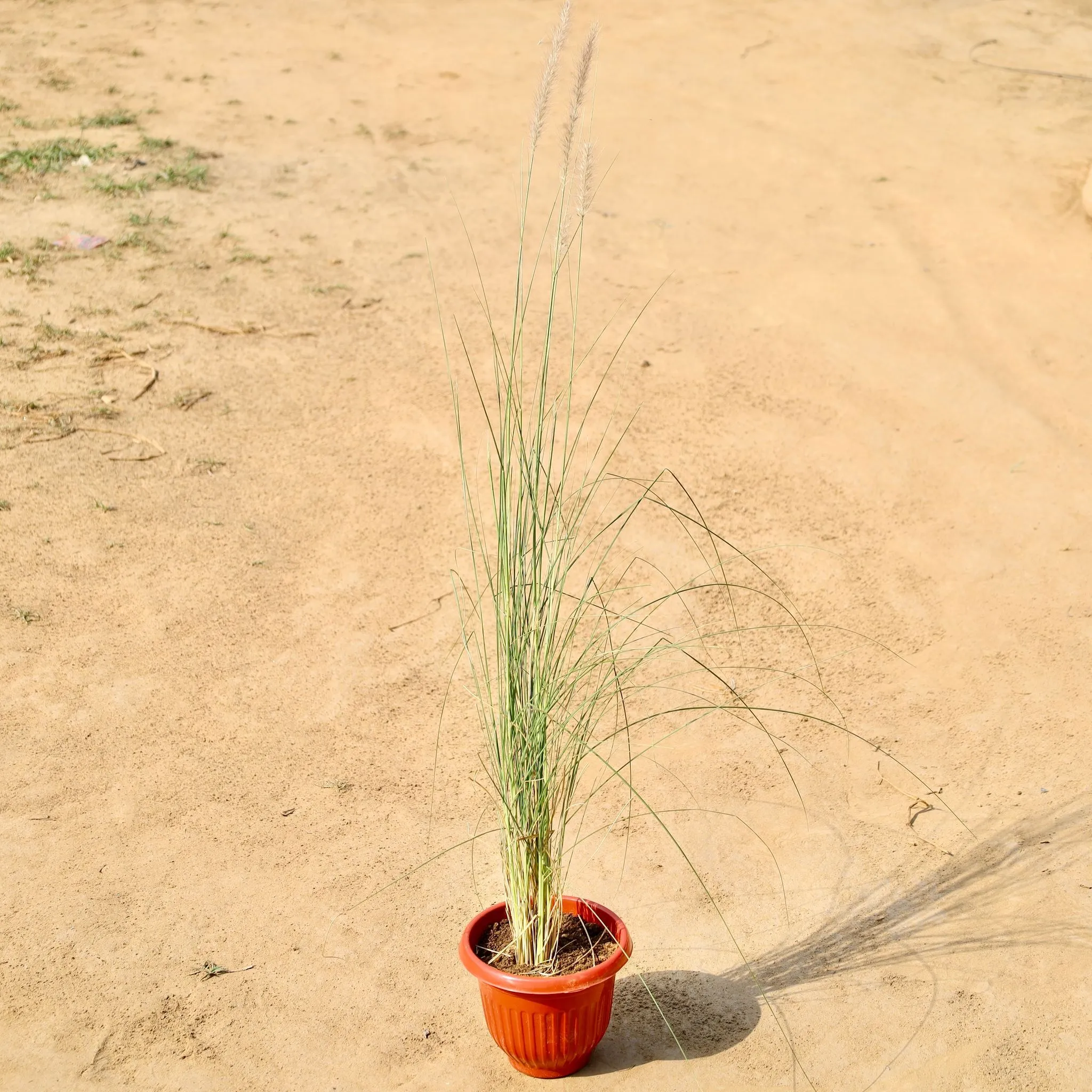 Fountain grass in 8 Inch Terracotta Red Olive Plastic Pot