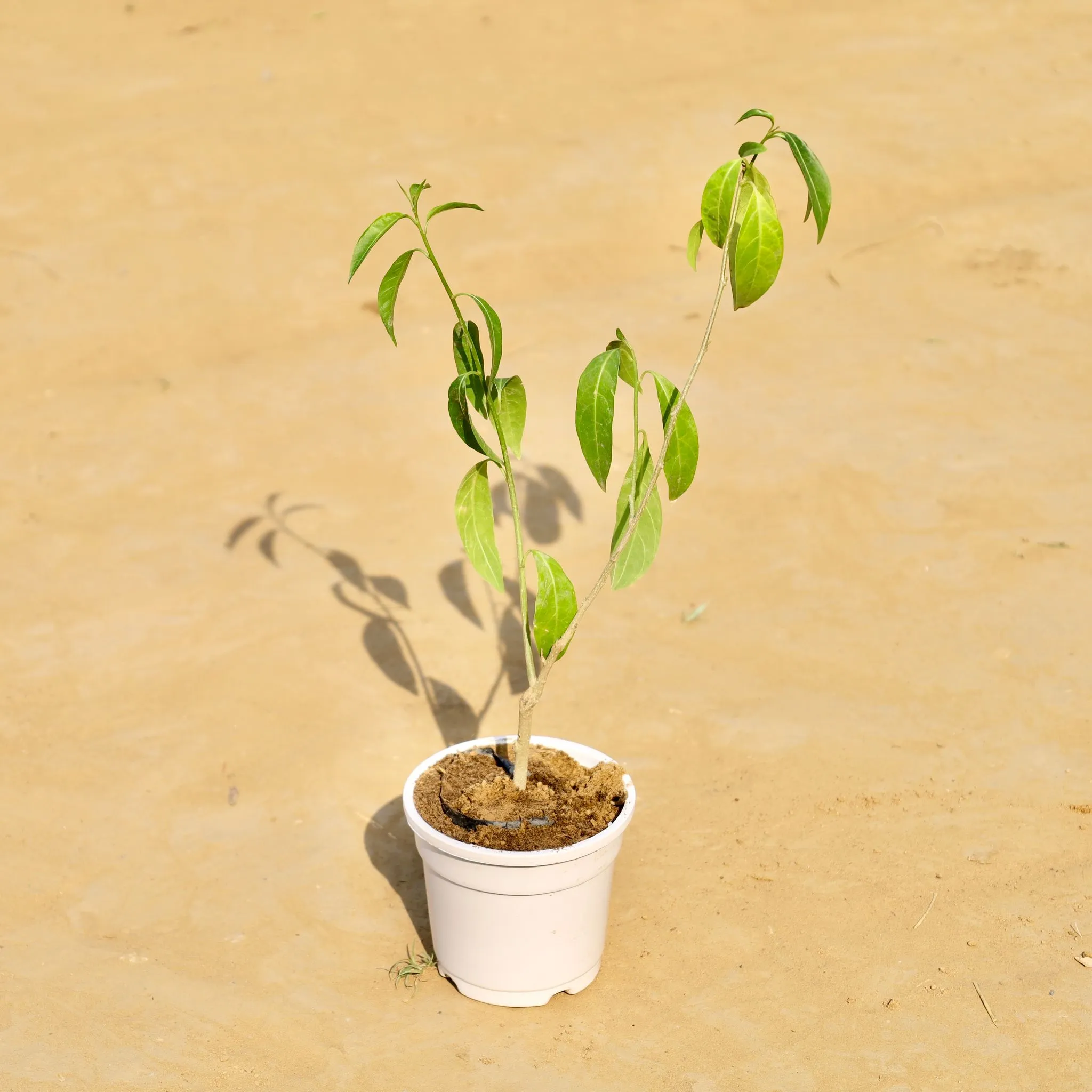 Raat Ki Rani / Night Blooming Jasmine (any colour) in 4 Inch White Nursery Pot