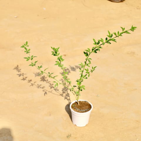 Chameli in 4 Inch White Nursery Pot
