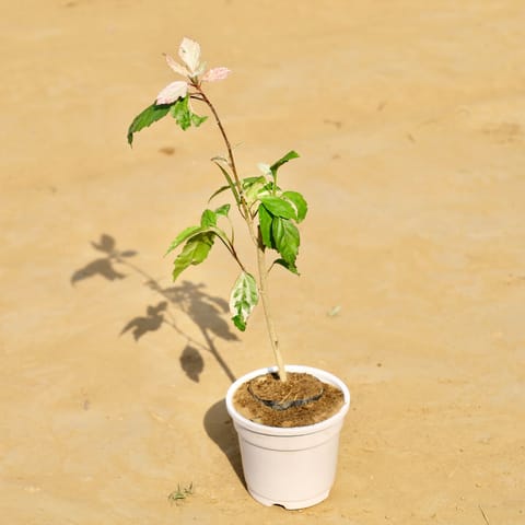 Hibiscus / Gudhal white in 4 Inch White Nursery Pot