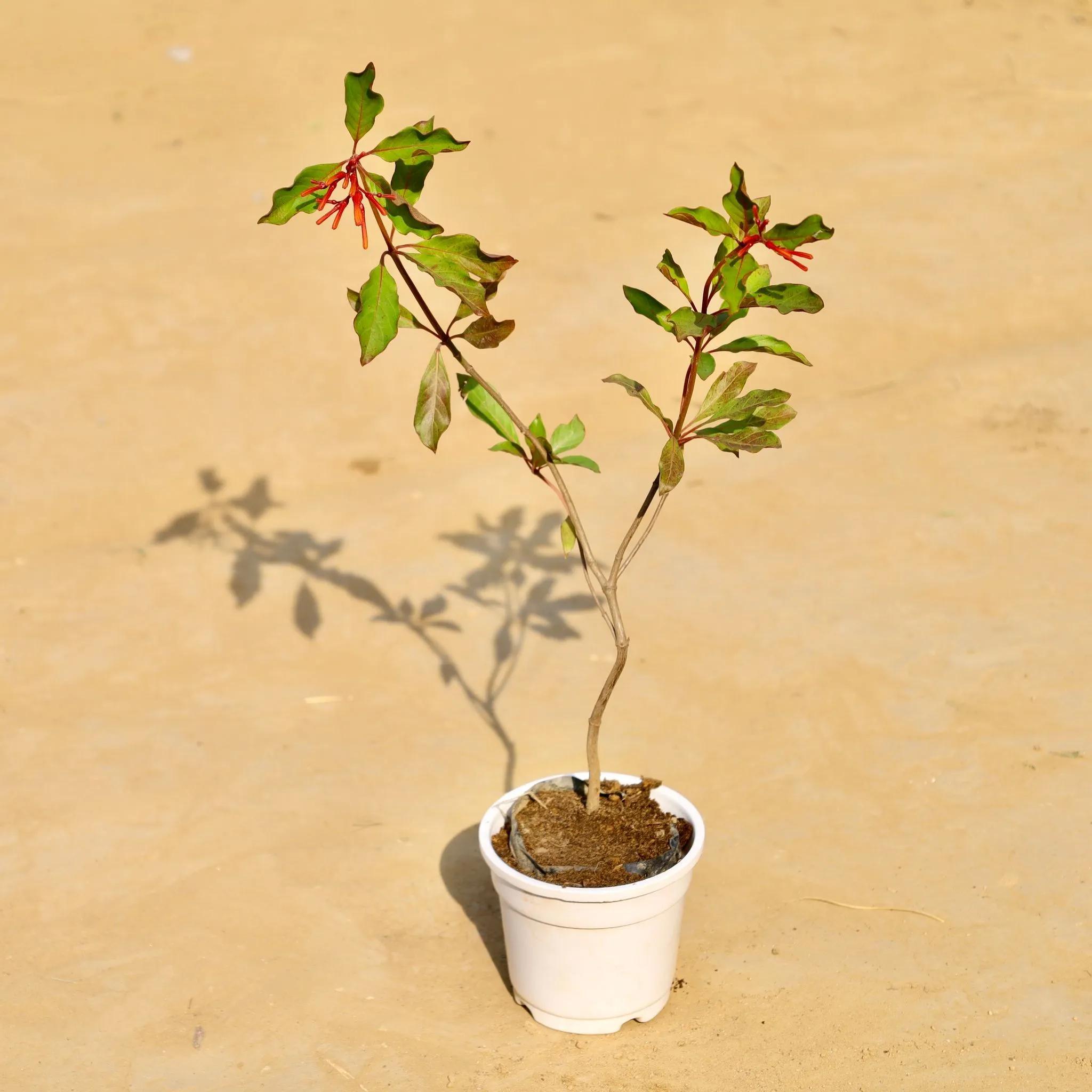 Hamelia / Firebush (Any Colour) in 4 Inch White Nursery Pot