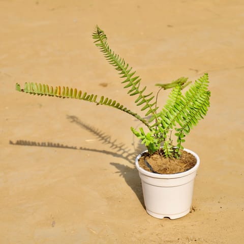 Fern in 4 Inch White Nursery Pot