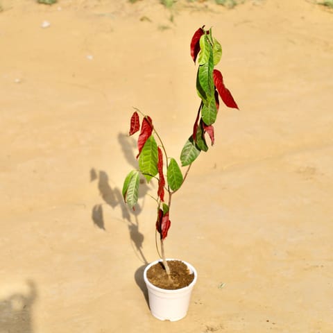 Laila Majnu in 4 Inch White Nursery Pot