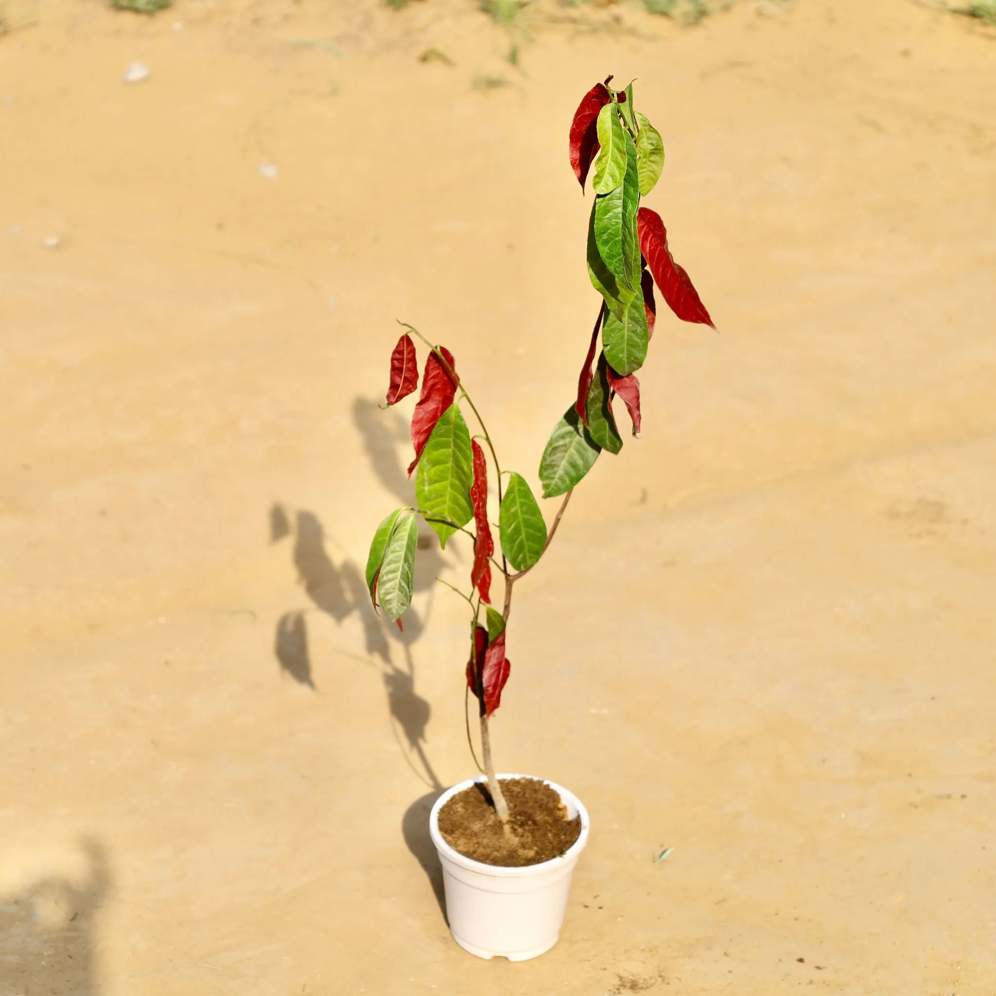 Laila Majnu in 4 Inch White Nursery Pot