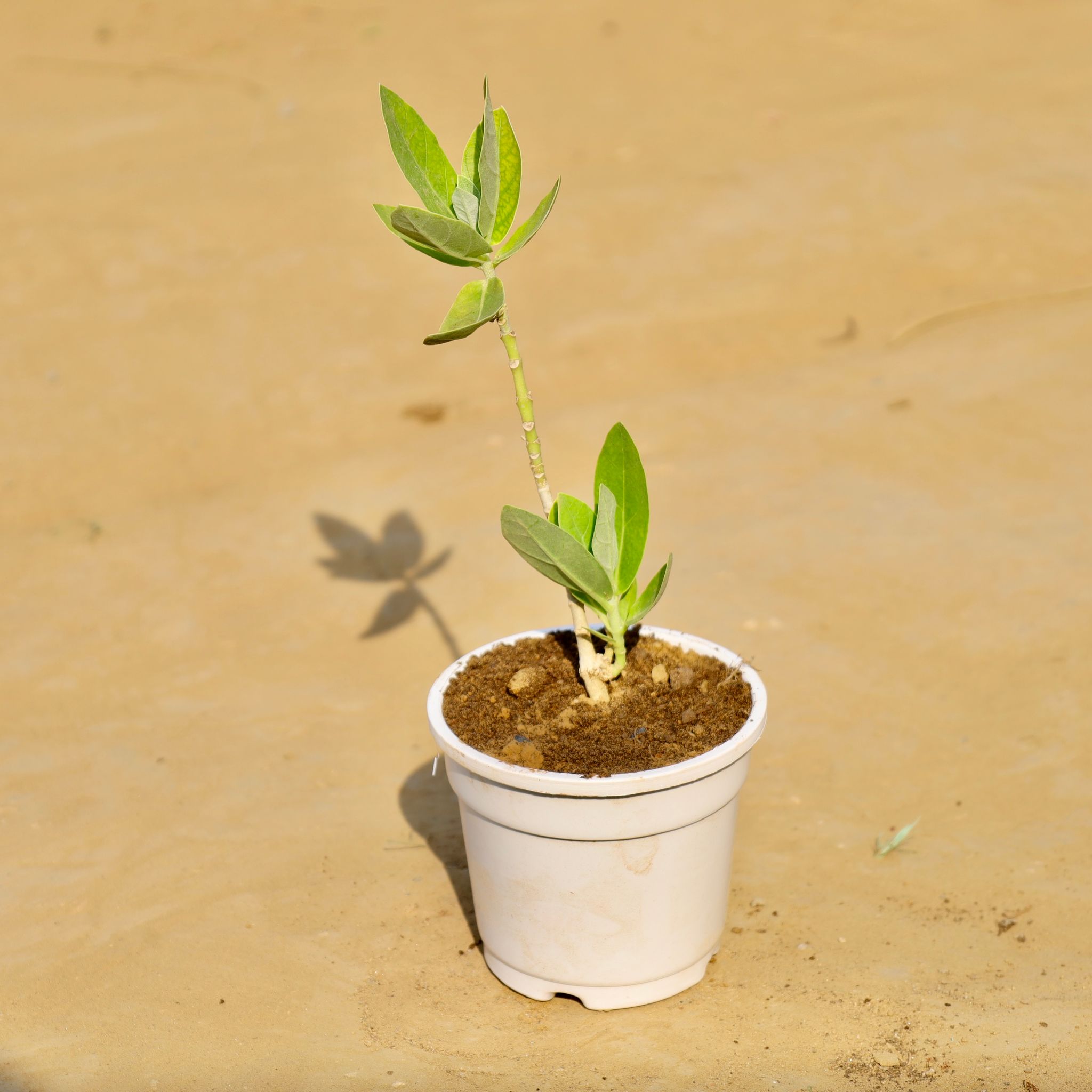 Aak Plant in 6 Inch White Super Nursery Pot
