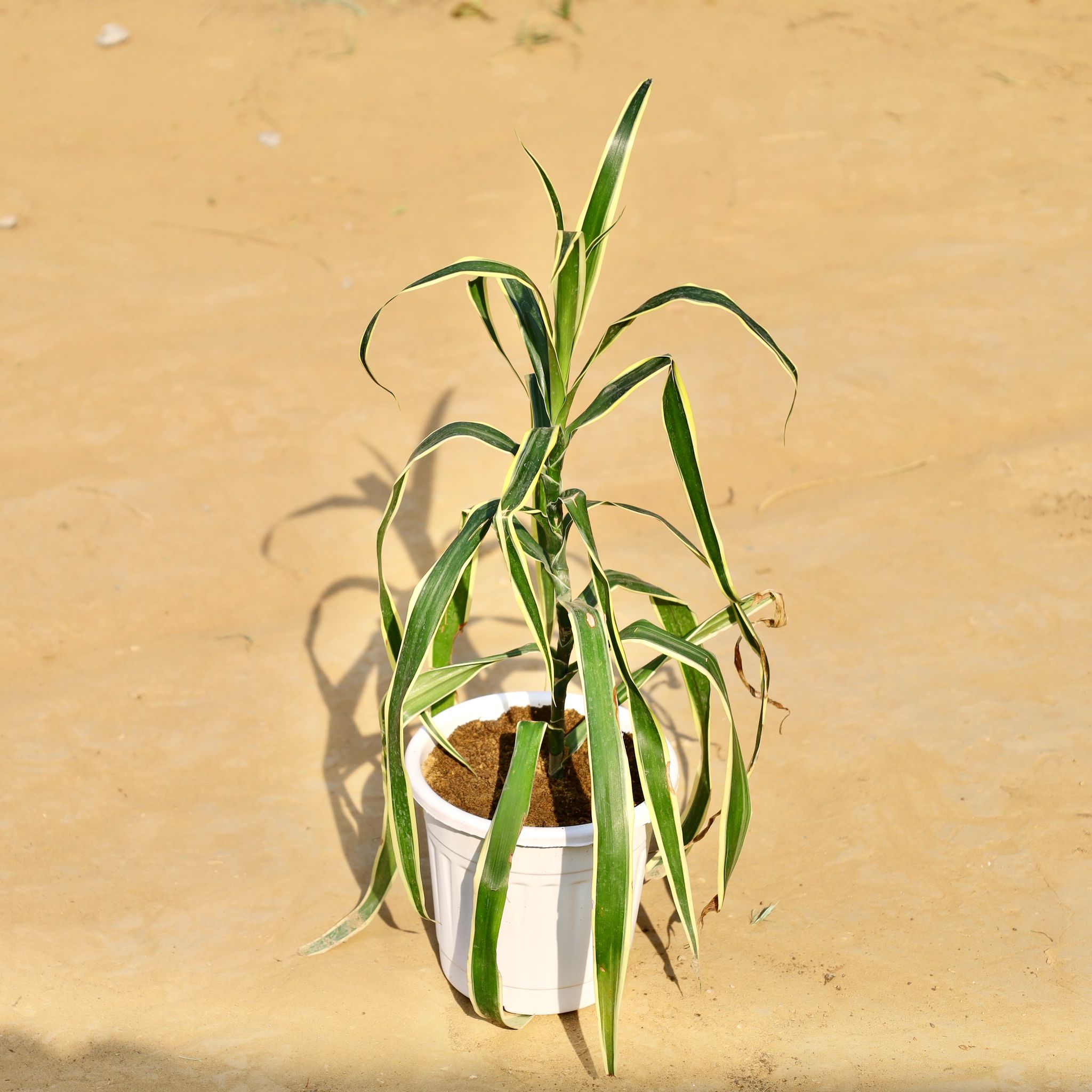 Dracaena marginata in 6 Inch White Super Nursery Pot