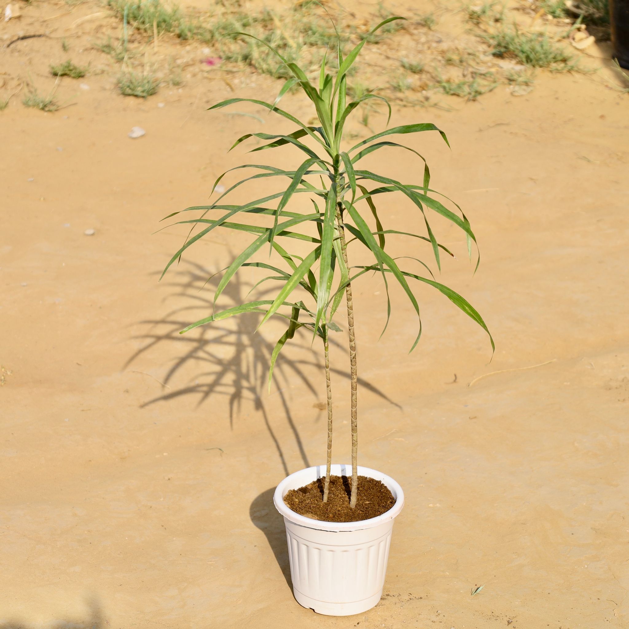 Dracaena green in 6 Inch White Super Nursery Pot