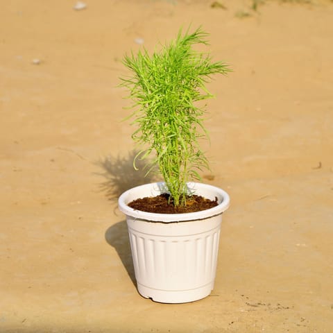 Kochia in 6 Inch White Super Nursery Pot