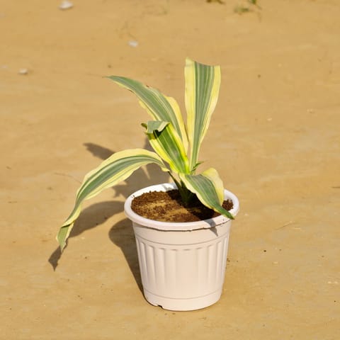 Dracaena Darasingh / Victoria in 6 Inch Live Plant White Super Nursery Pot