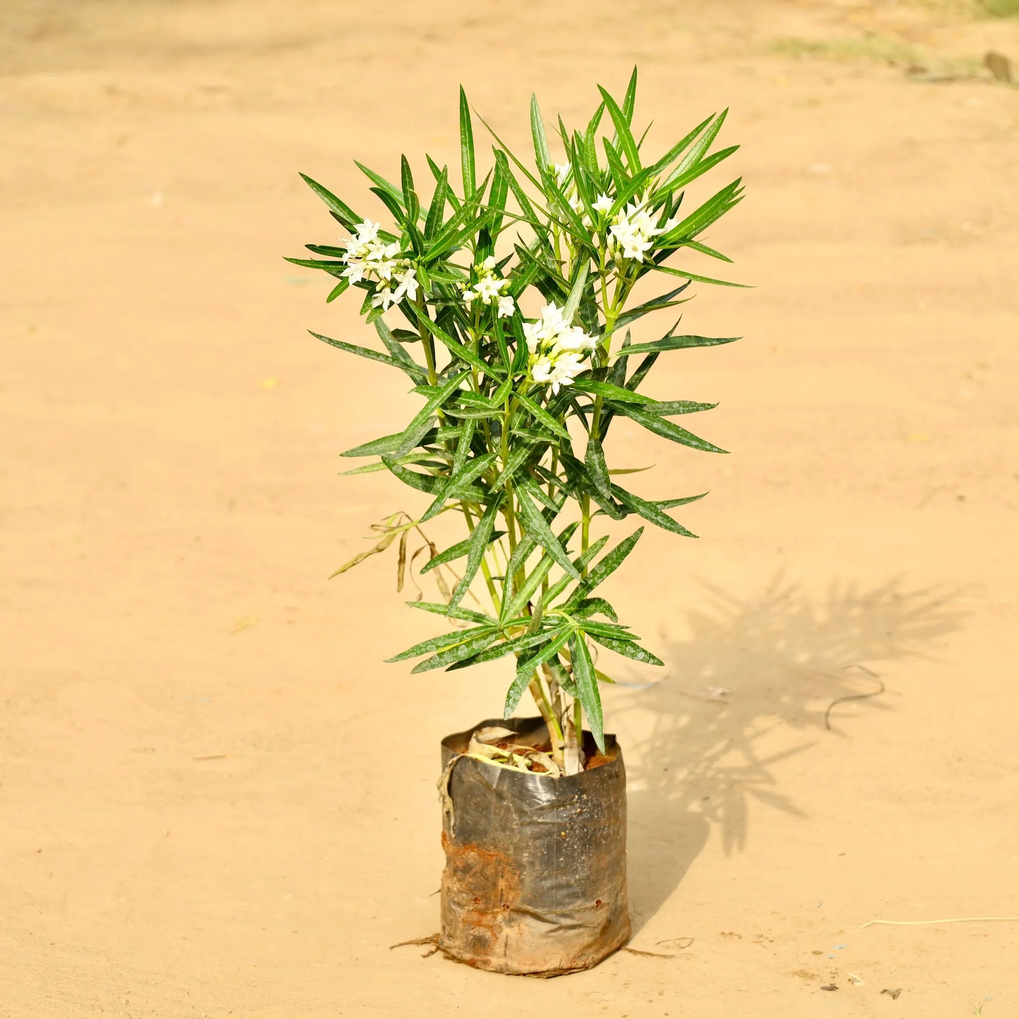 Kaner / Oleander White (~ 2 Ft) in 6 Inch Nursery Bag
