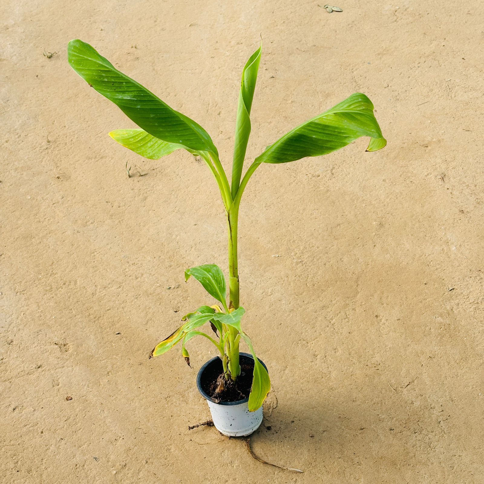 Ornamental  Banana / Kela in 4 Inch Nursery Pot