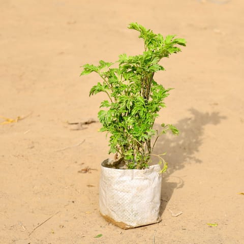 Aralia Emerald Lace in 4 Inch Nursery Bag