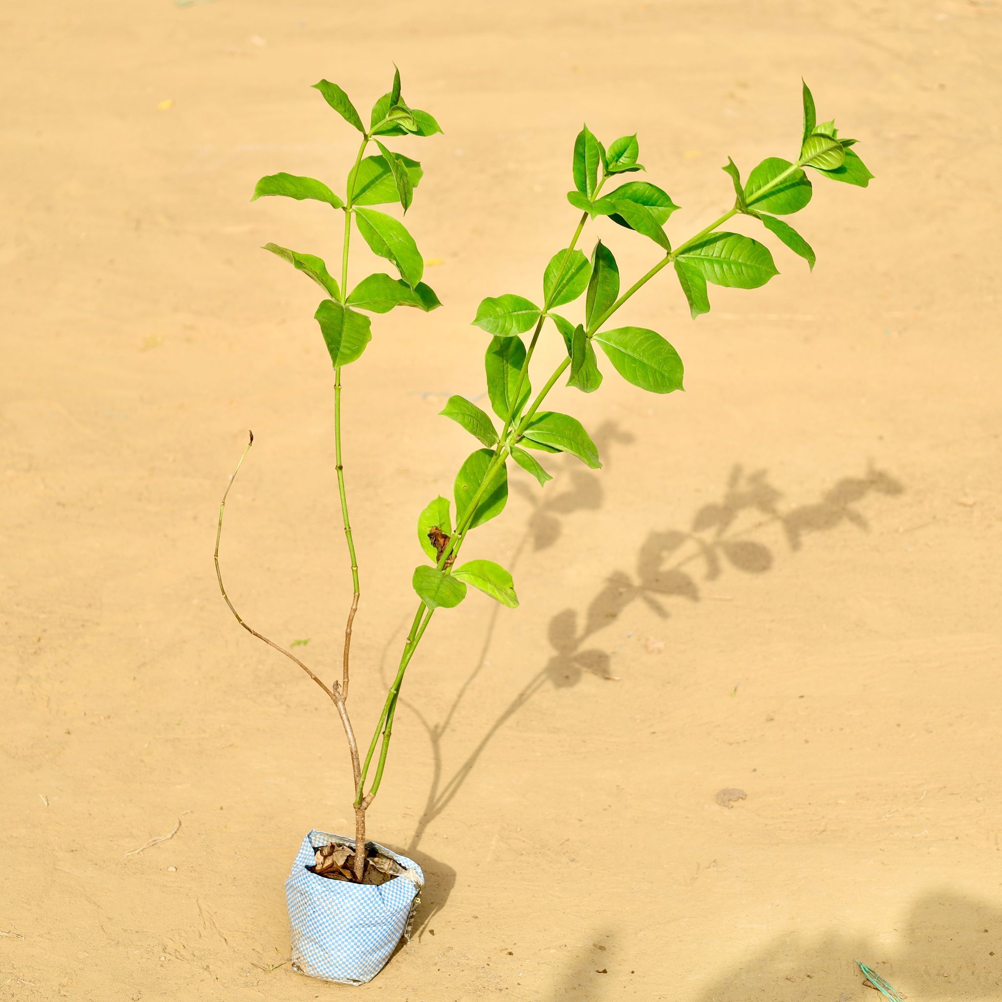 Allamanda (any colour) in 4 Inch Nursery Bag