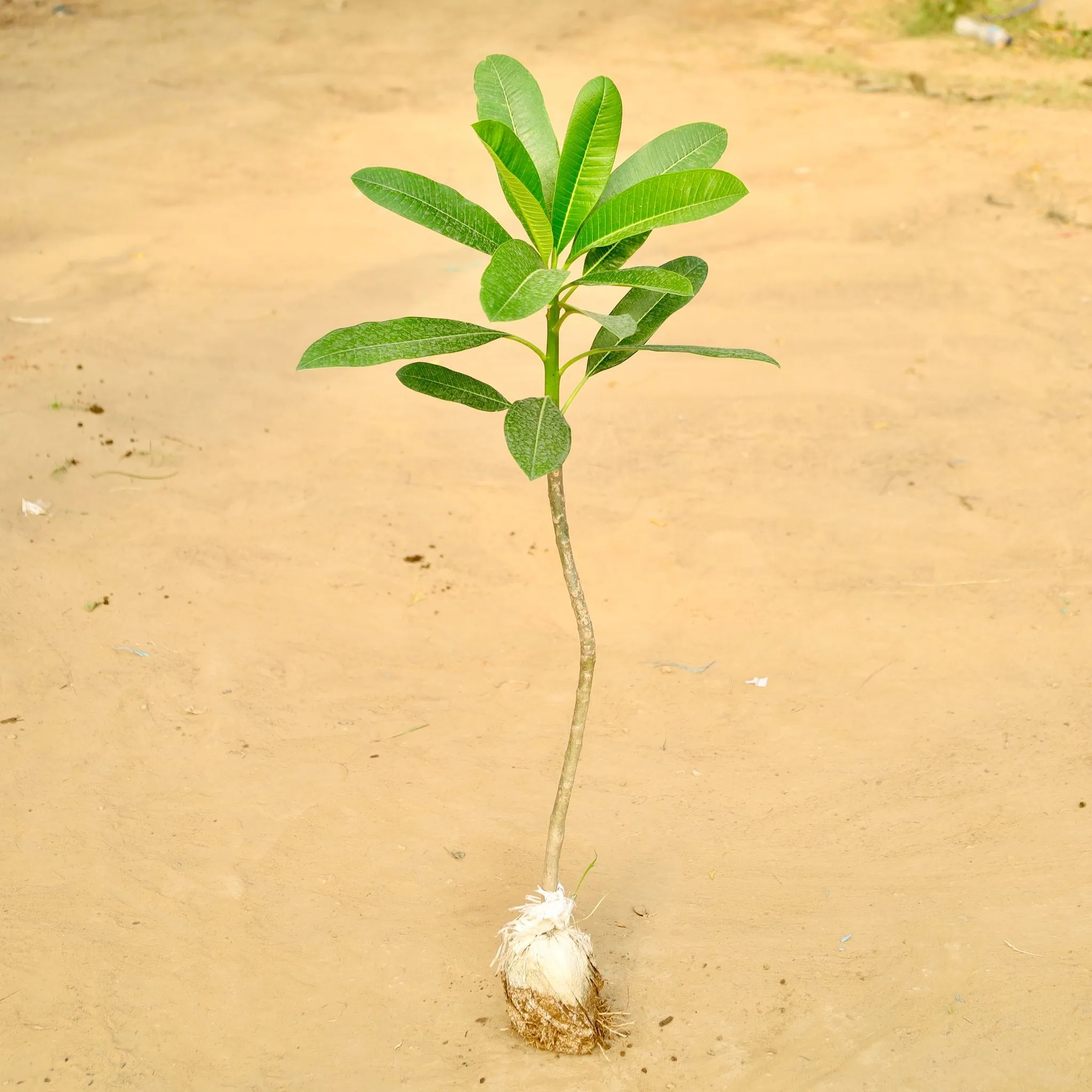 Champa / Plumeria (~2 Ft ) (any colour) in 4 Inch Nursery Bag