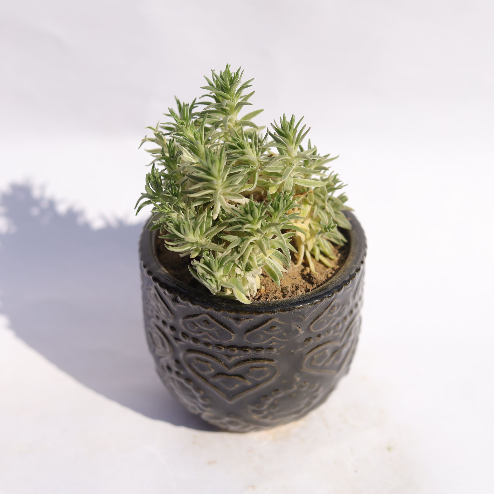 Sedum Lineare Succulent in 3.5 Inch Black 3D Heart Handcrafted Textured Ceramic Pot  Minimalist Glossy Succulent Pot, Indoor Flower Pot for Home and Office D cor