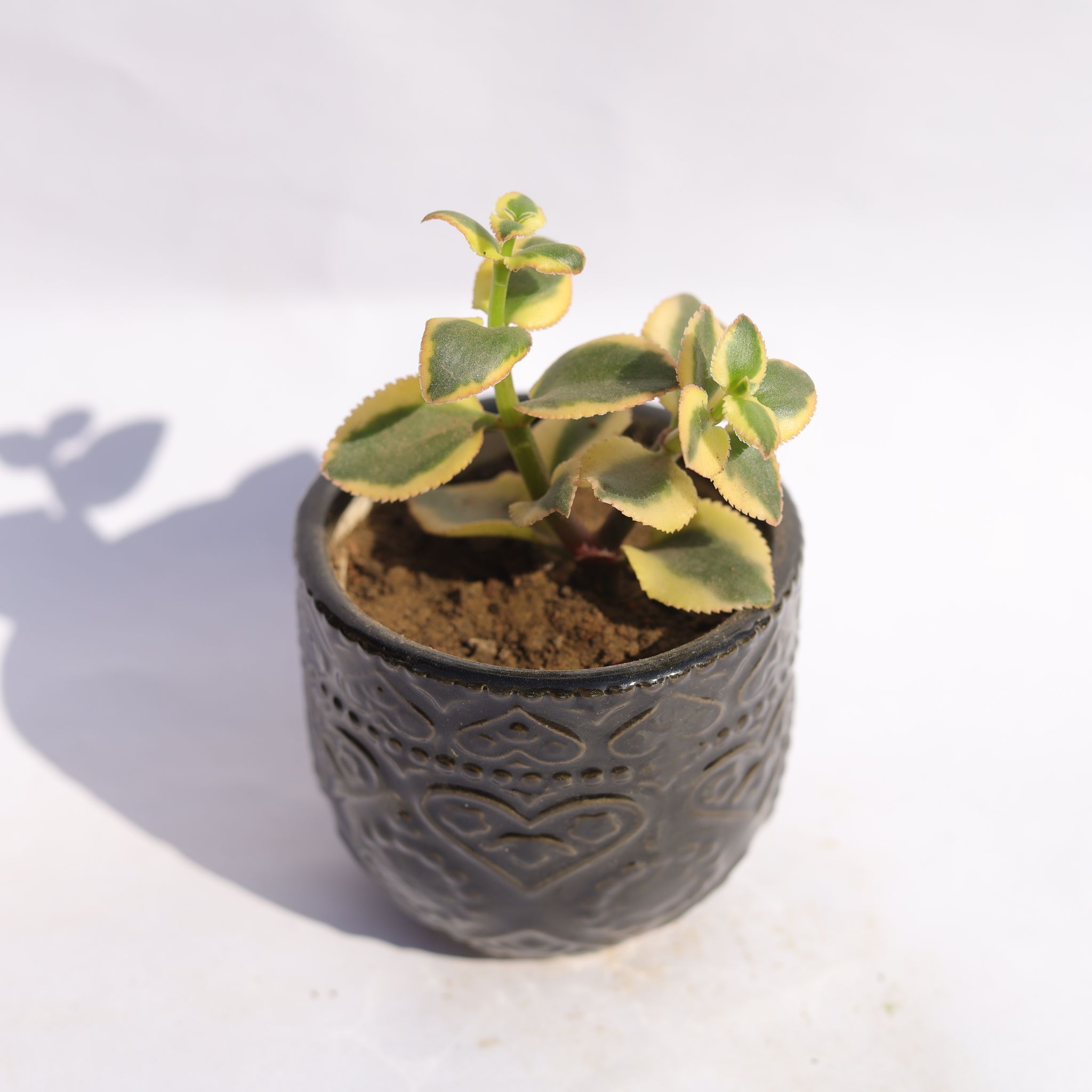 Crassula Sarmentosa in 3.5 Inch Black 3D Heart Handcrafted Textured Ceramic Pot  Minimalist Glossy Succulent Pot, Indoor Flower Pot for Home and Office D cor