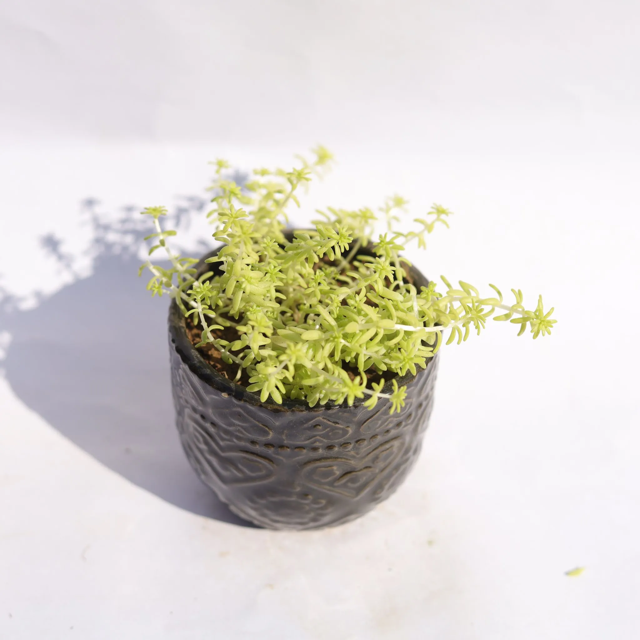 Sedum Japonica in 3.5 Inch Black 3D Heart Handcrafted Textured Ceramic Pot  Minimalist Glossy Succulent Pot, Indoor Flower Pot for Home and Office D cor