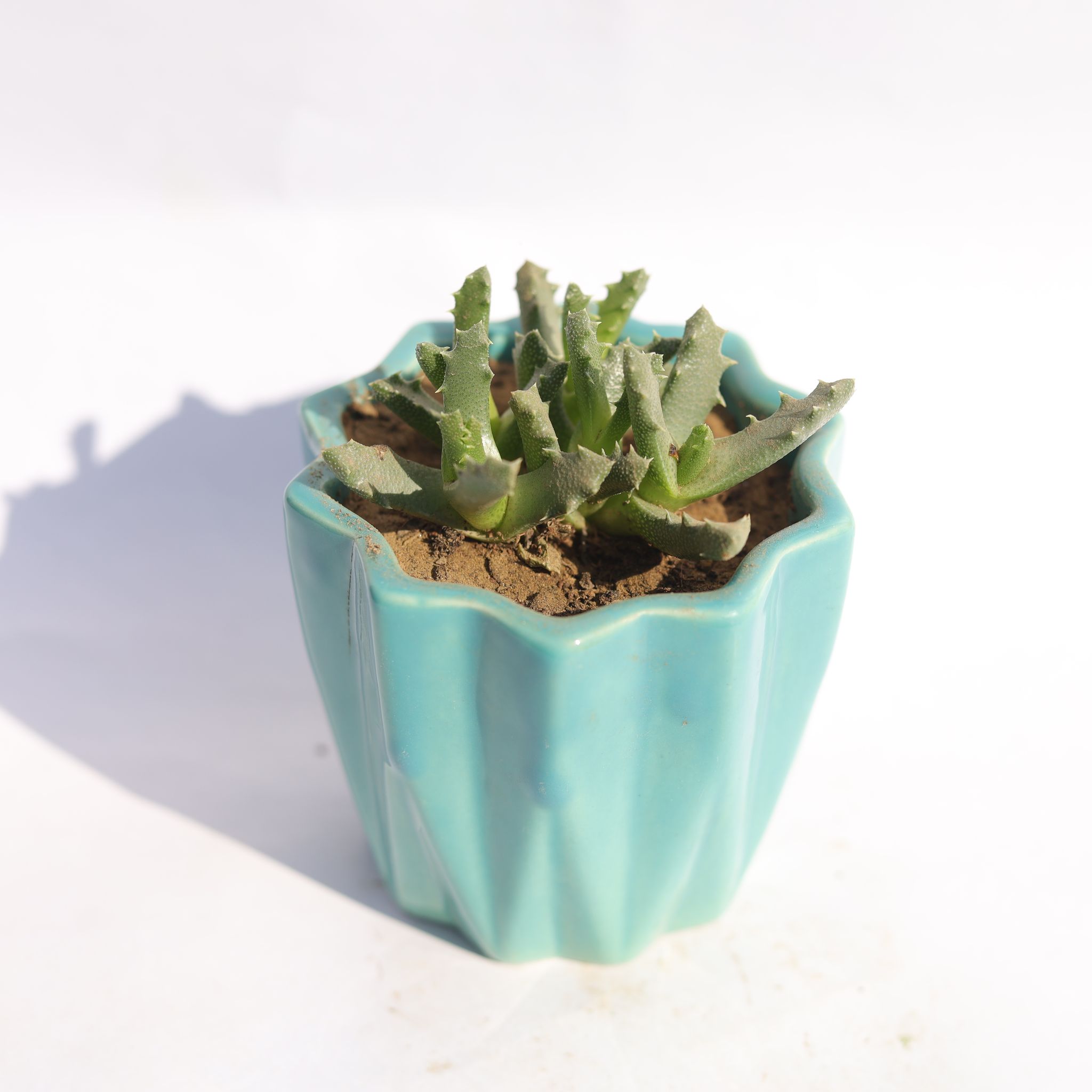 Stomatium Trifarium in 3 Inch Vibrant Blue Ripple Designer Ceramic Pot