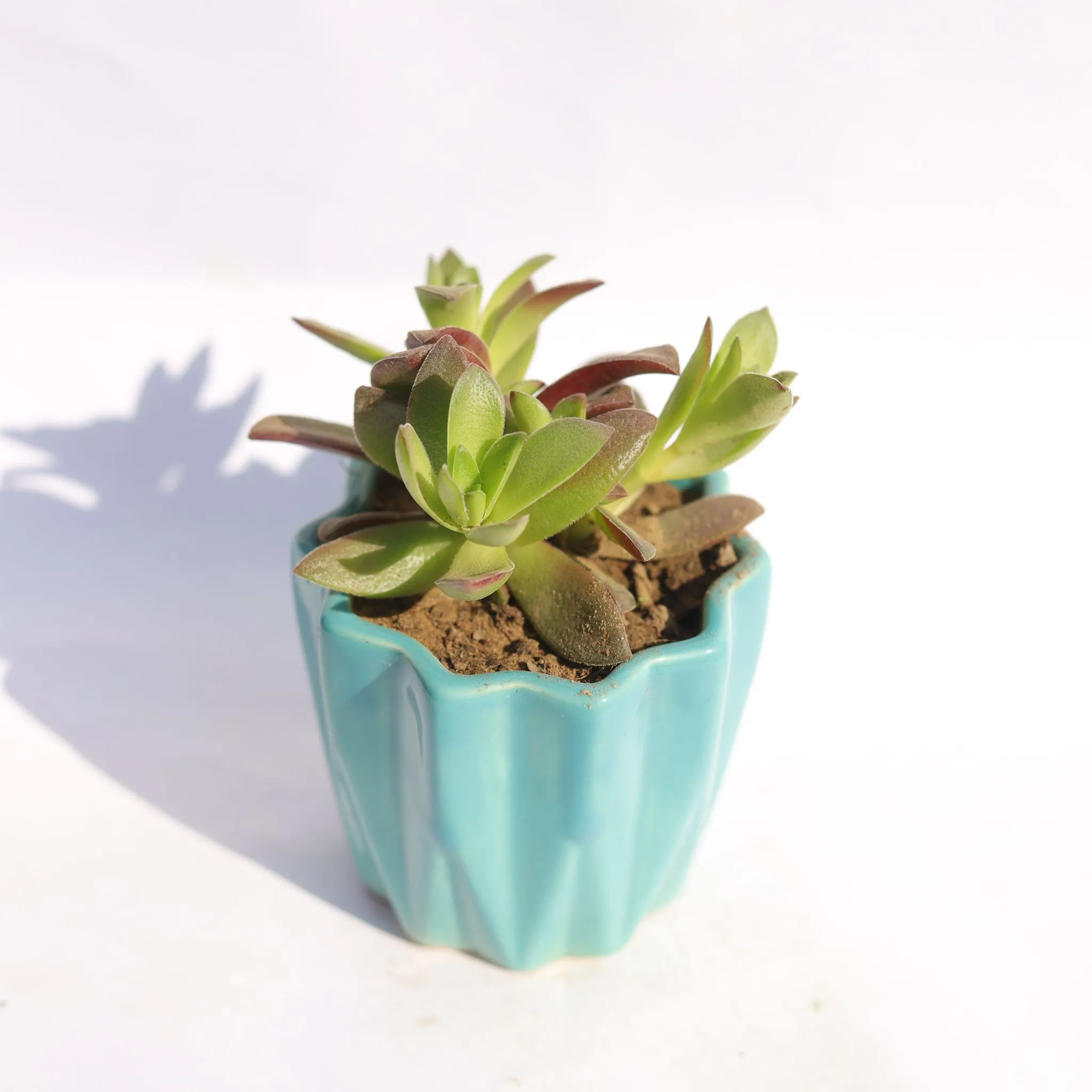 Sedum Adolphi in 3 Inch Vibrant Blue Ripple Designer Ceramic Pot