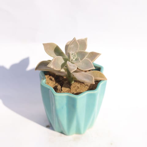 Echevera Devotion / Red Velvet in 3 Inch Vibrant Blue Ripple Designer Ceramic Pot
