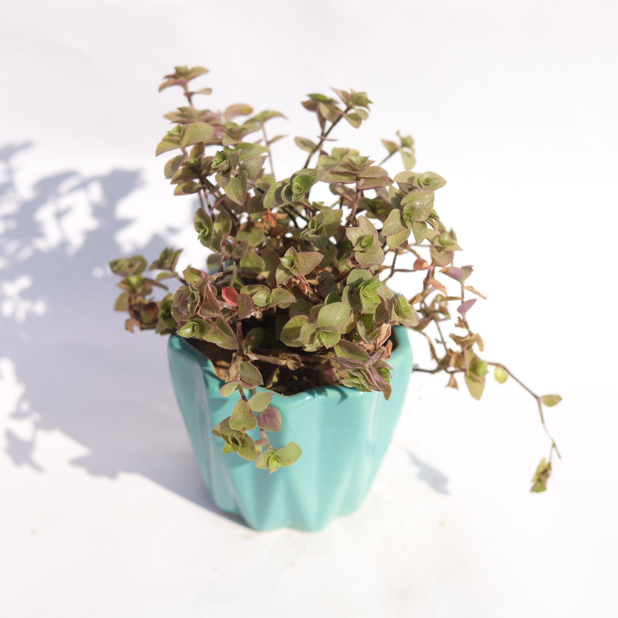 Black Lady / Turtle Vine Black in 3 Inch Vibrant Blue Ripple Designer Ceramic Pot