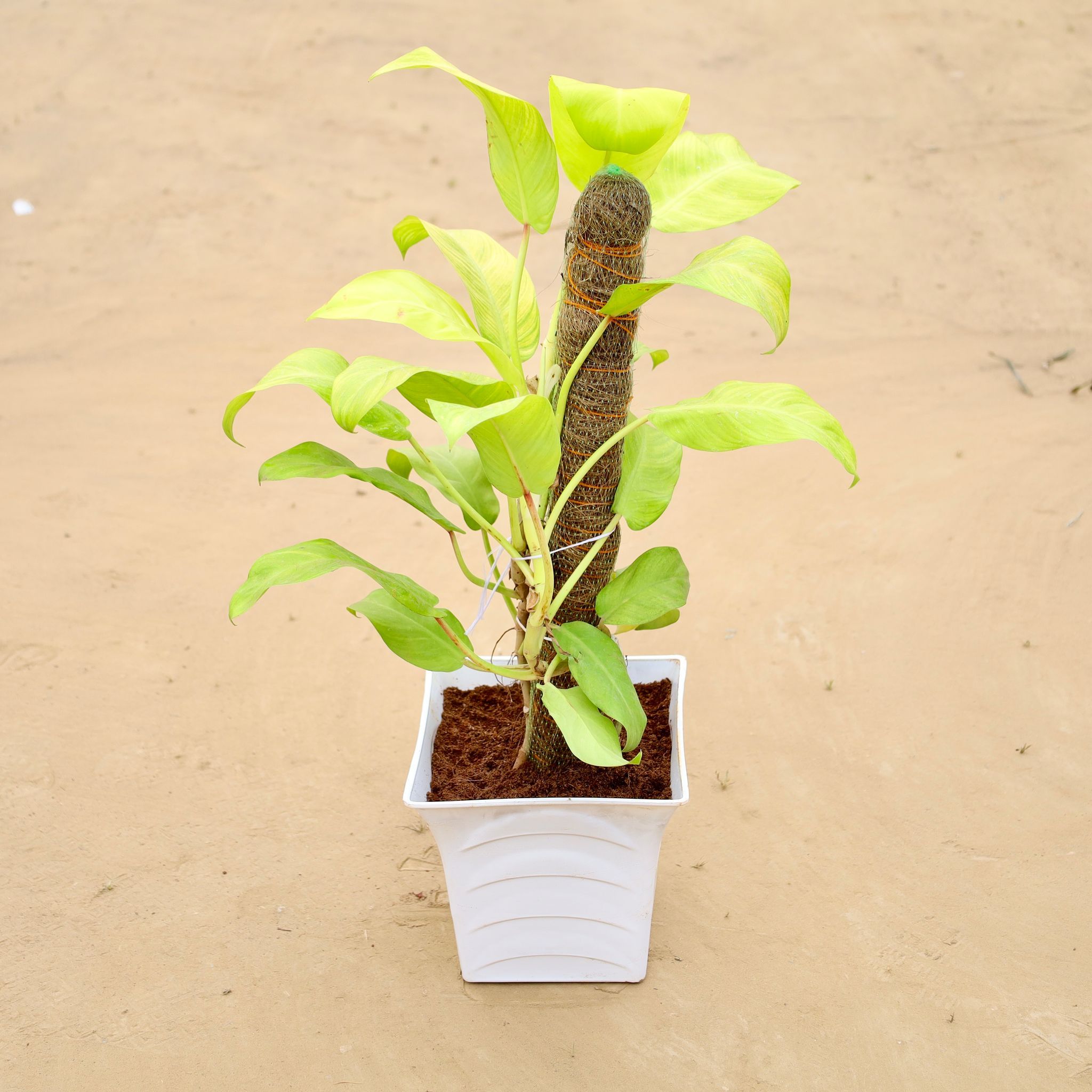 Philodendron Golden in 08 Inch White Premium Tokyo Square Plastic Pot