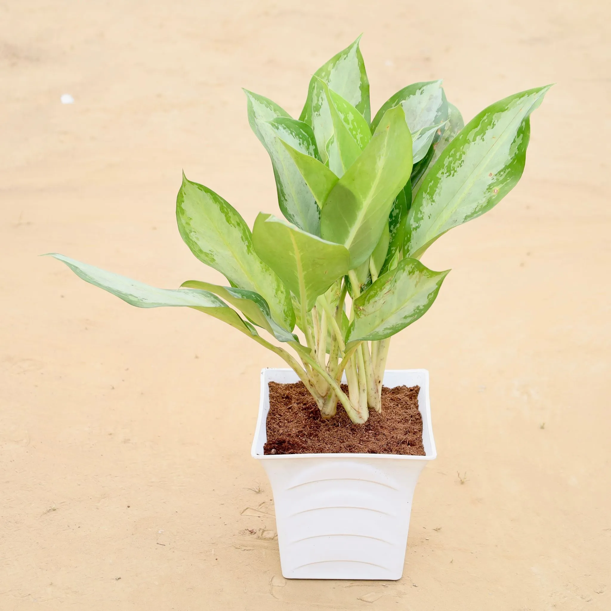 Aglaonema Deborah Bushy in 08 Inch White Premium Tokyo Square Plastic Pot