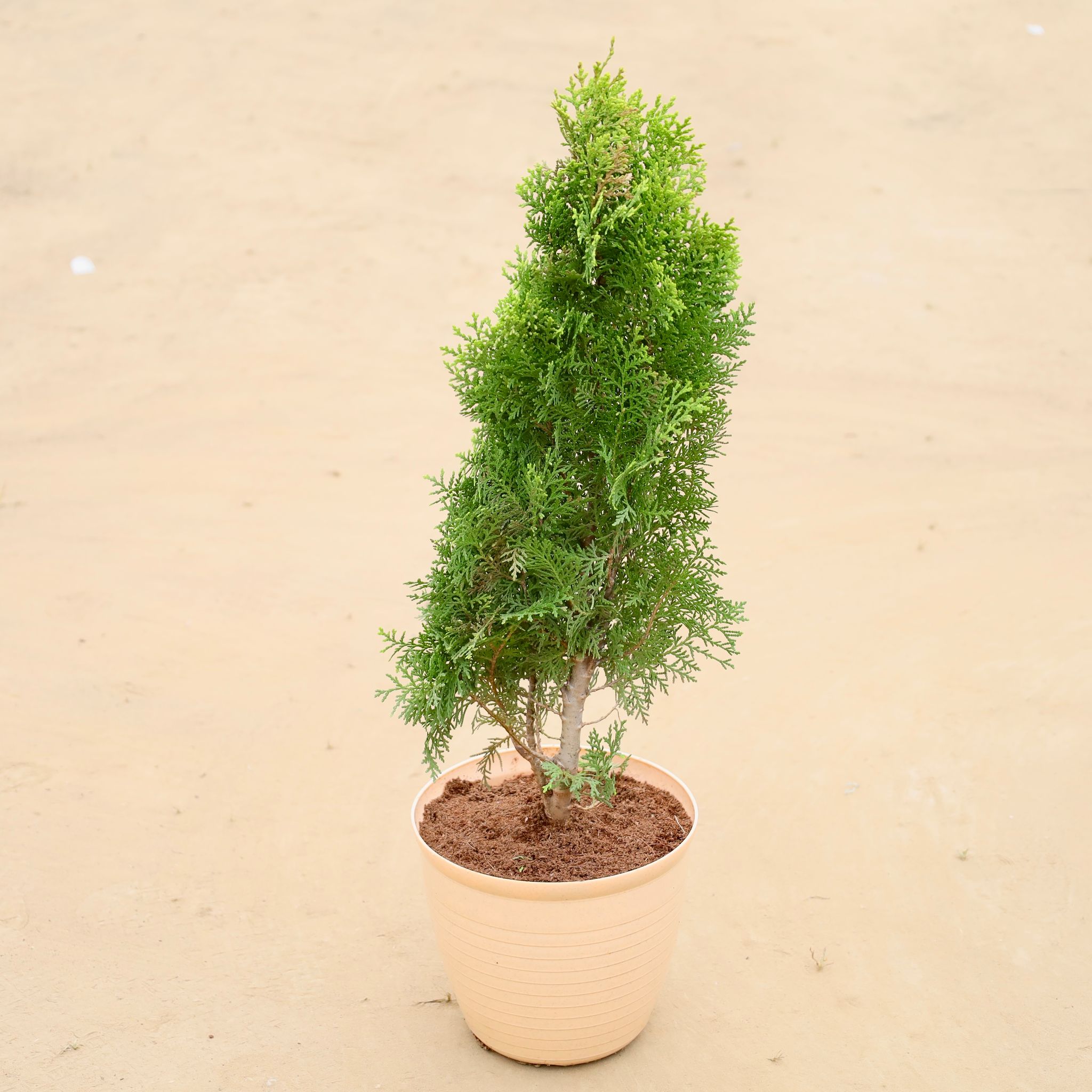 Morpankhi in 08 Inch Beige Premium Milo Round Plastic Pot