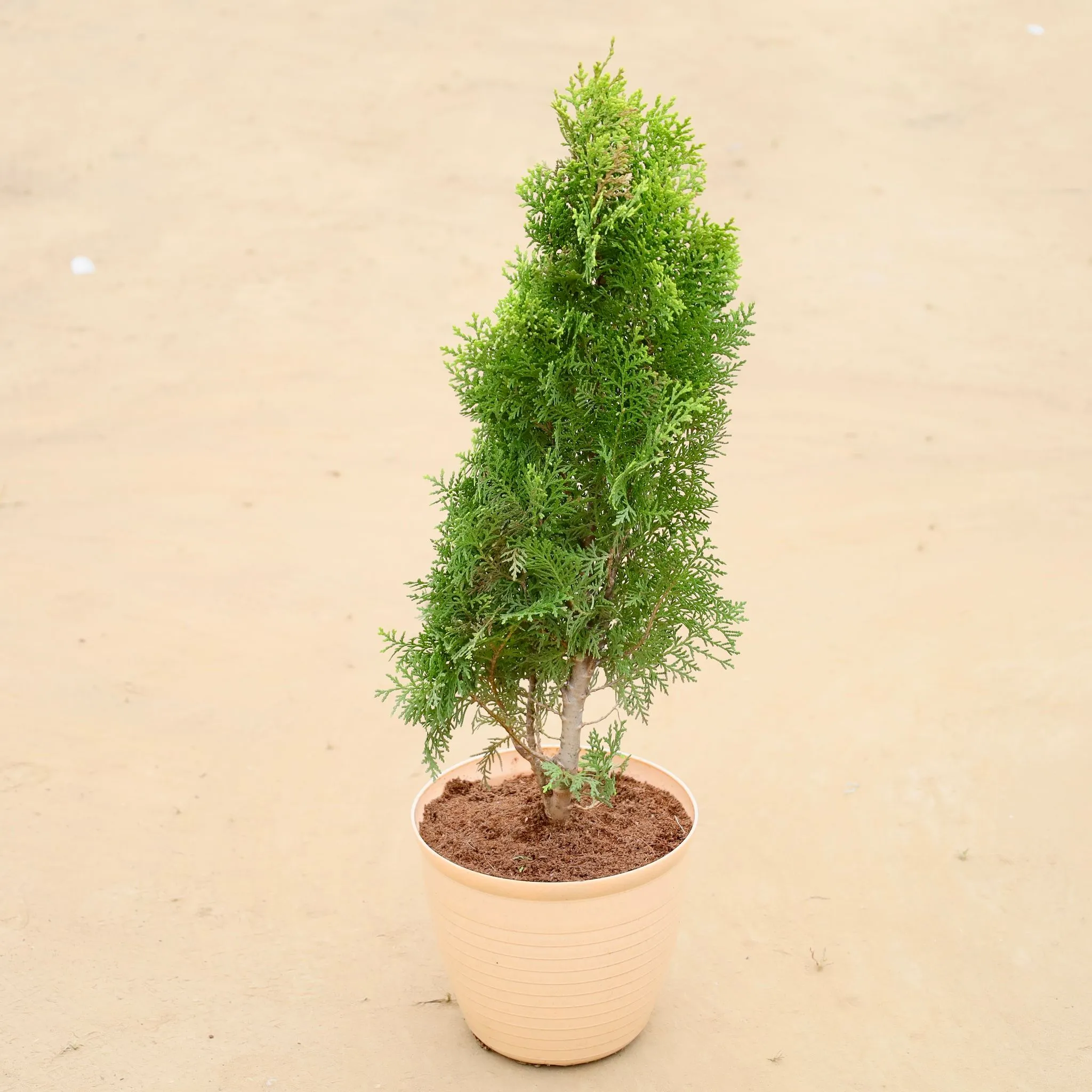 Morpankhi in 08 Inch Beige Premium Milo Round Plastic Pot