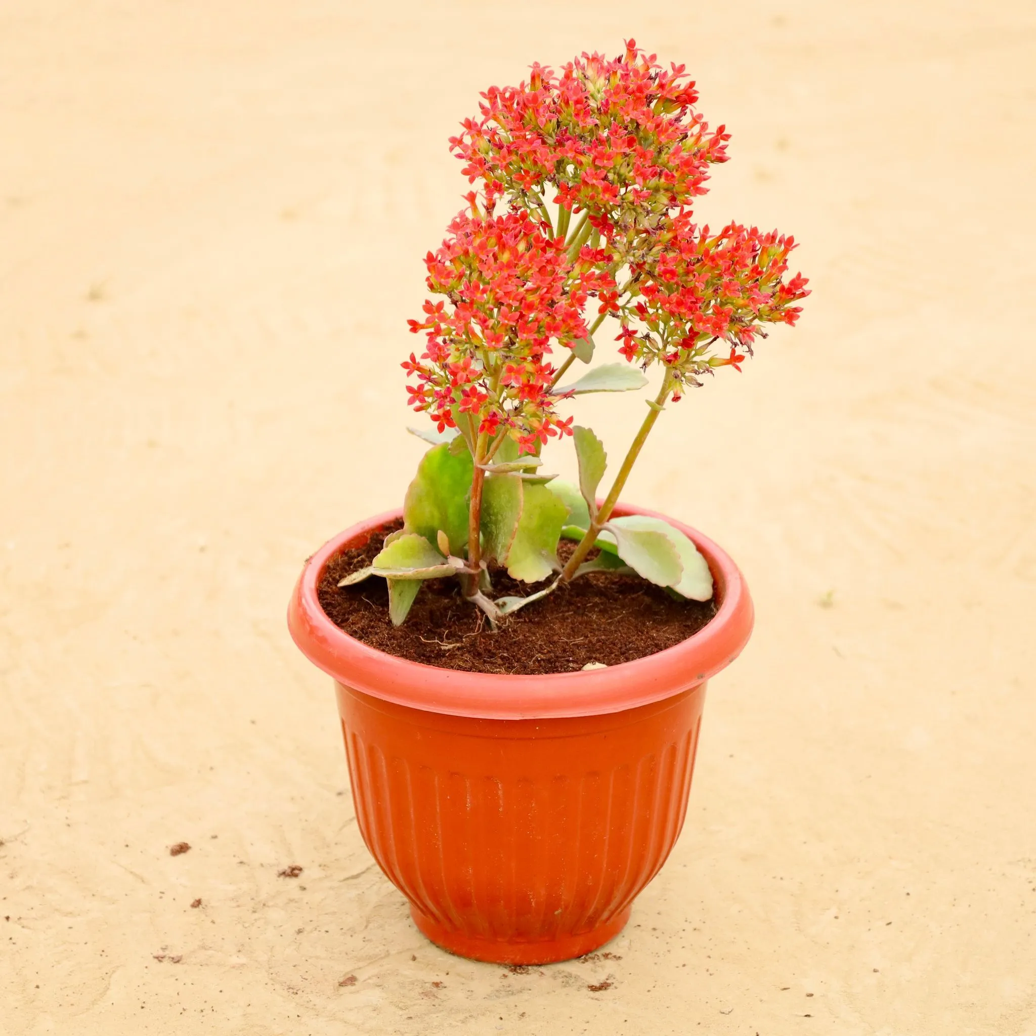Kalanchoe in 8 Inch Terracotta Red Olive Plastic Pot