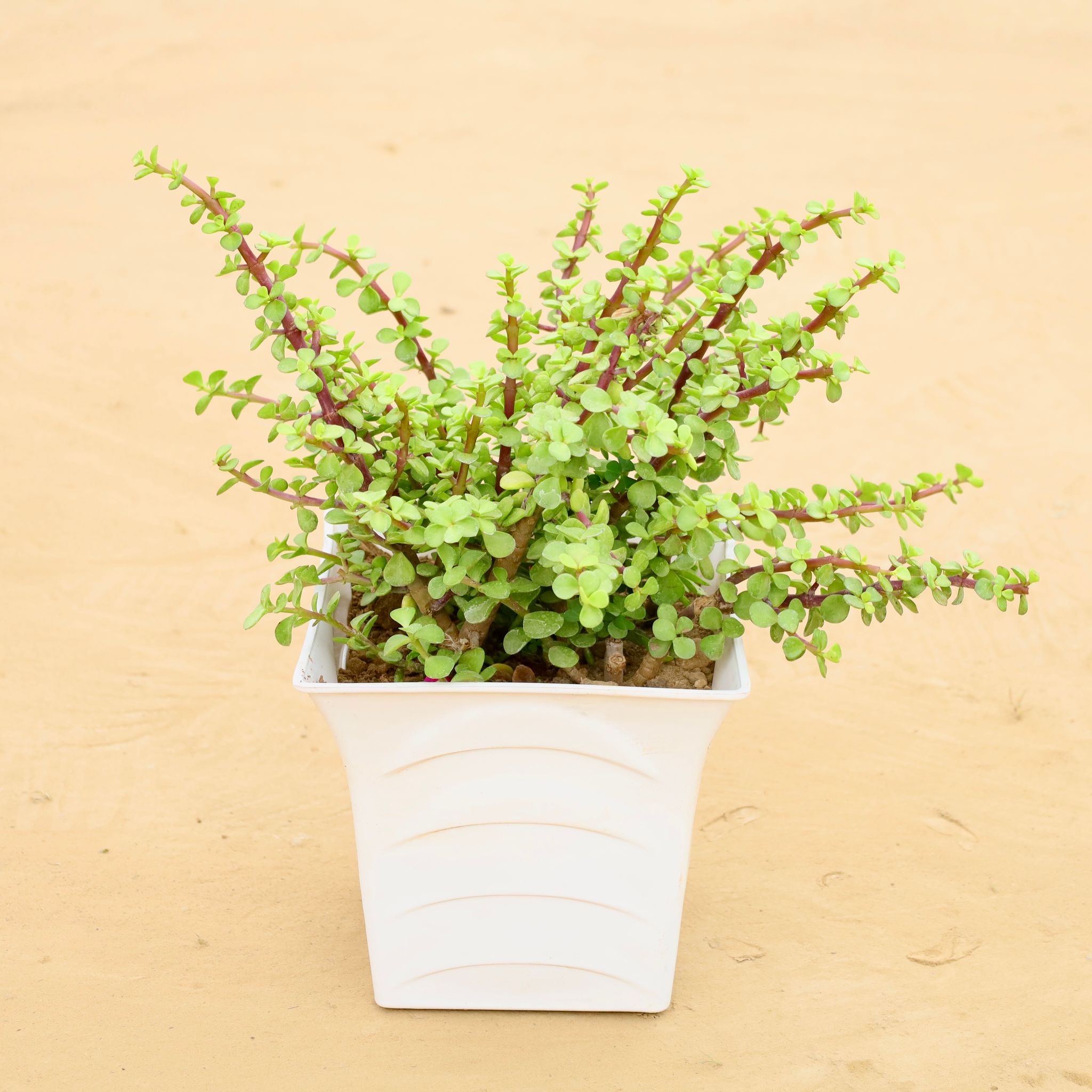 Mother Jade in 08 Inch White Premium Tokyo Square Plastic Pot