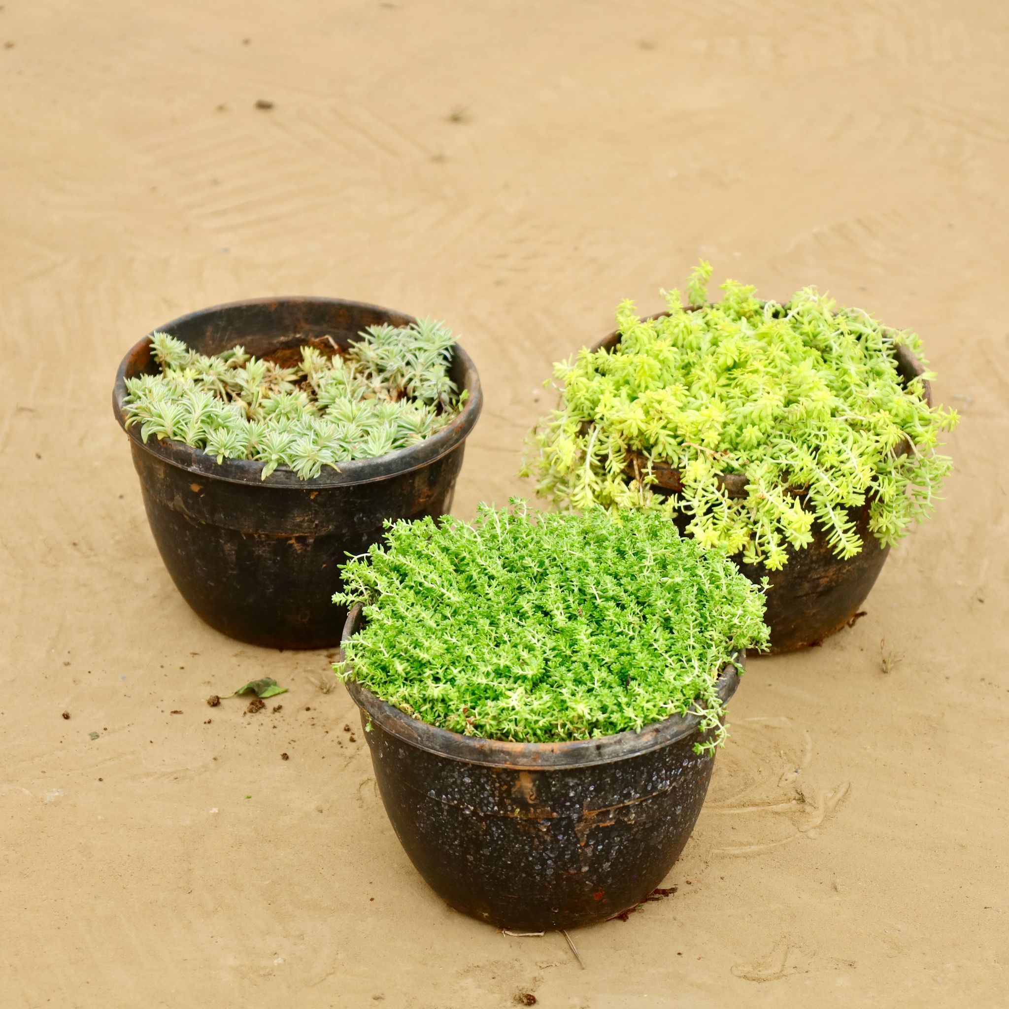 Celestial Cascades Hanging Combo - Set of  3 - Moss Green, Sedum Japonica, Sedum Lineare Succulent in 8 Inch Hanging Pot