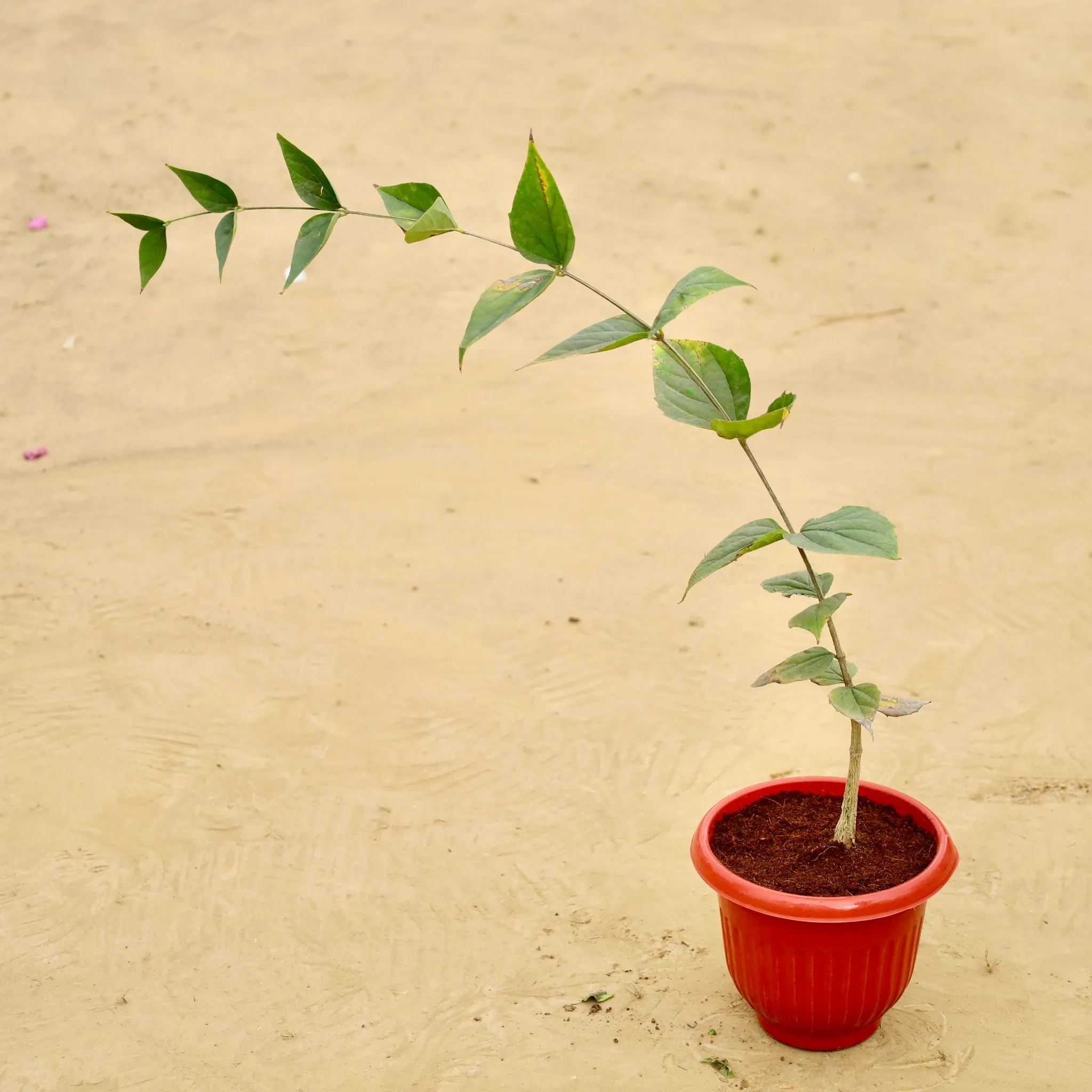 Harsingar/ Jasmine (~2 Ft) in 8 Inch Terracotta Red Olive Plastic Pot