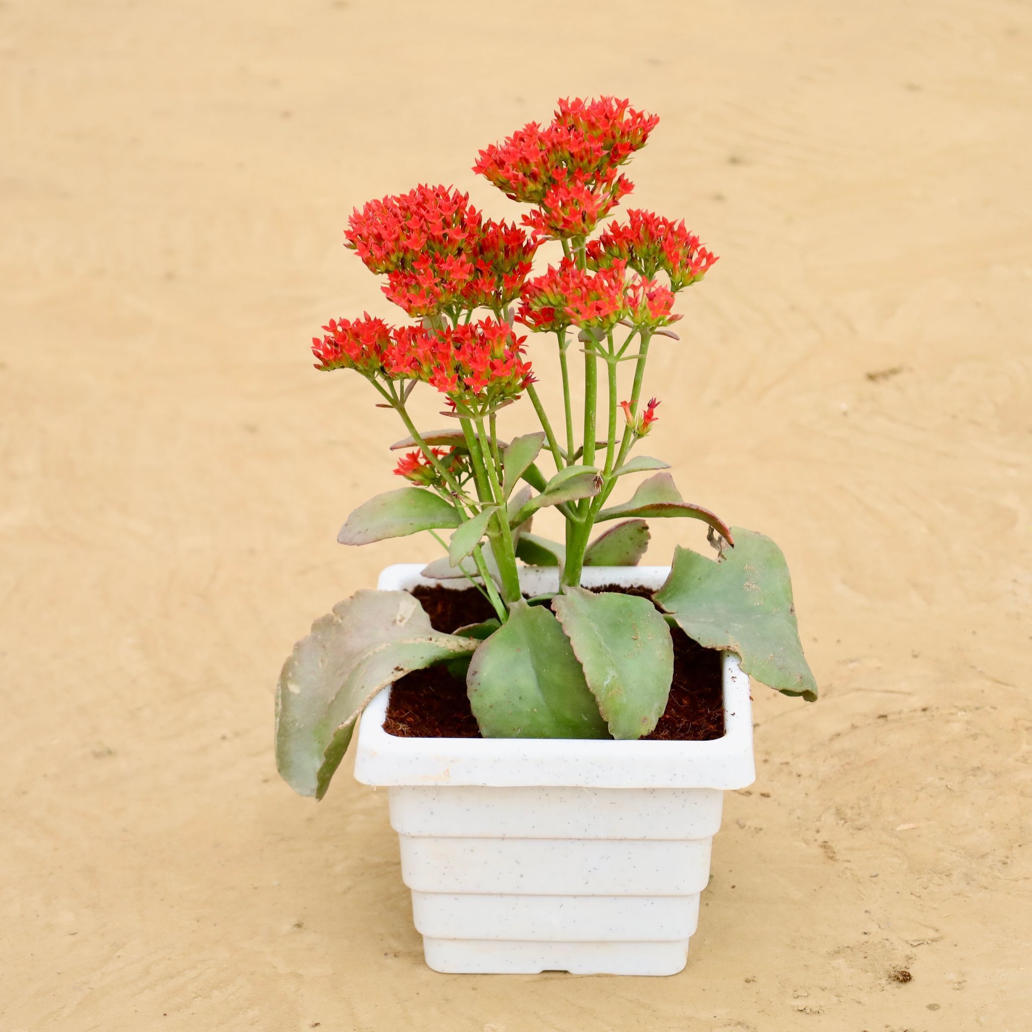Kalanchoe Desi in 6 Inch White Marble Premium Orchid Square Plastic Pot