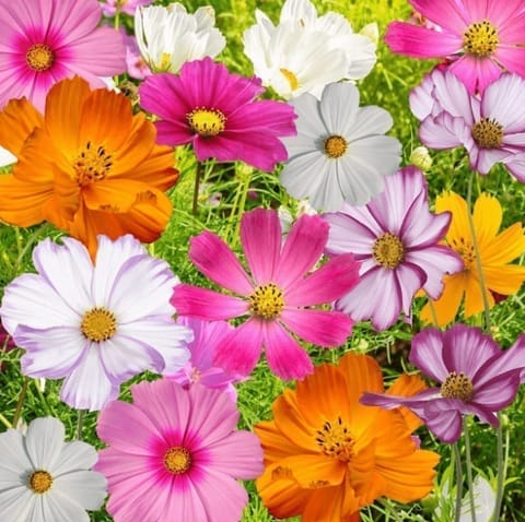 Set of 10 - Cosmos (any colour) in 4 inch Nursery Bag