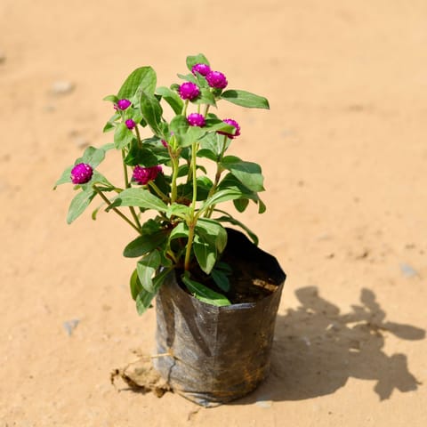Gomphrena Purple in 4 Inch Nursery Bag