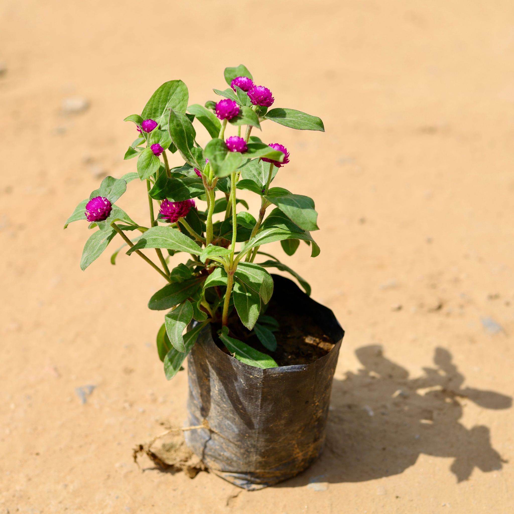 Gomphrena Purple in 4 Inch Nursery Bag
