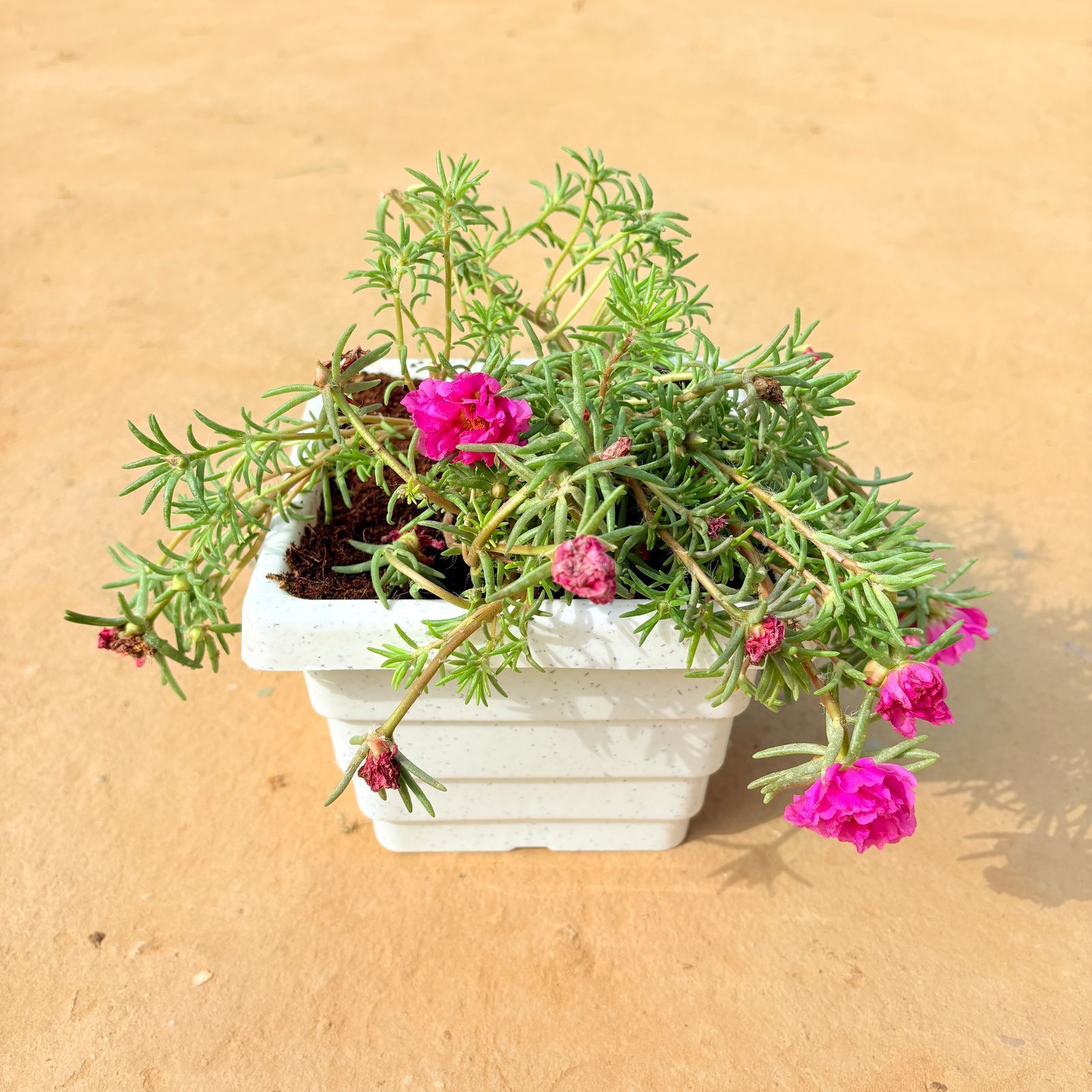 Portulaca Moss Rose (any colour) in 6 inch White Marble Premium Orchid Square Plastic Pot
