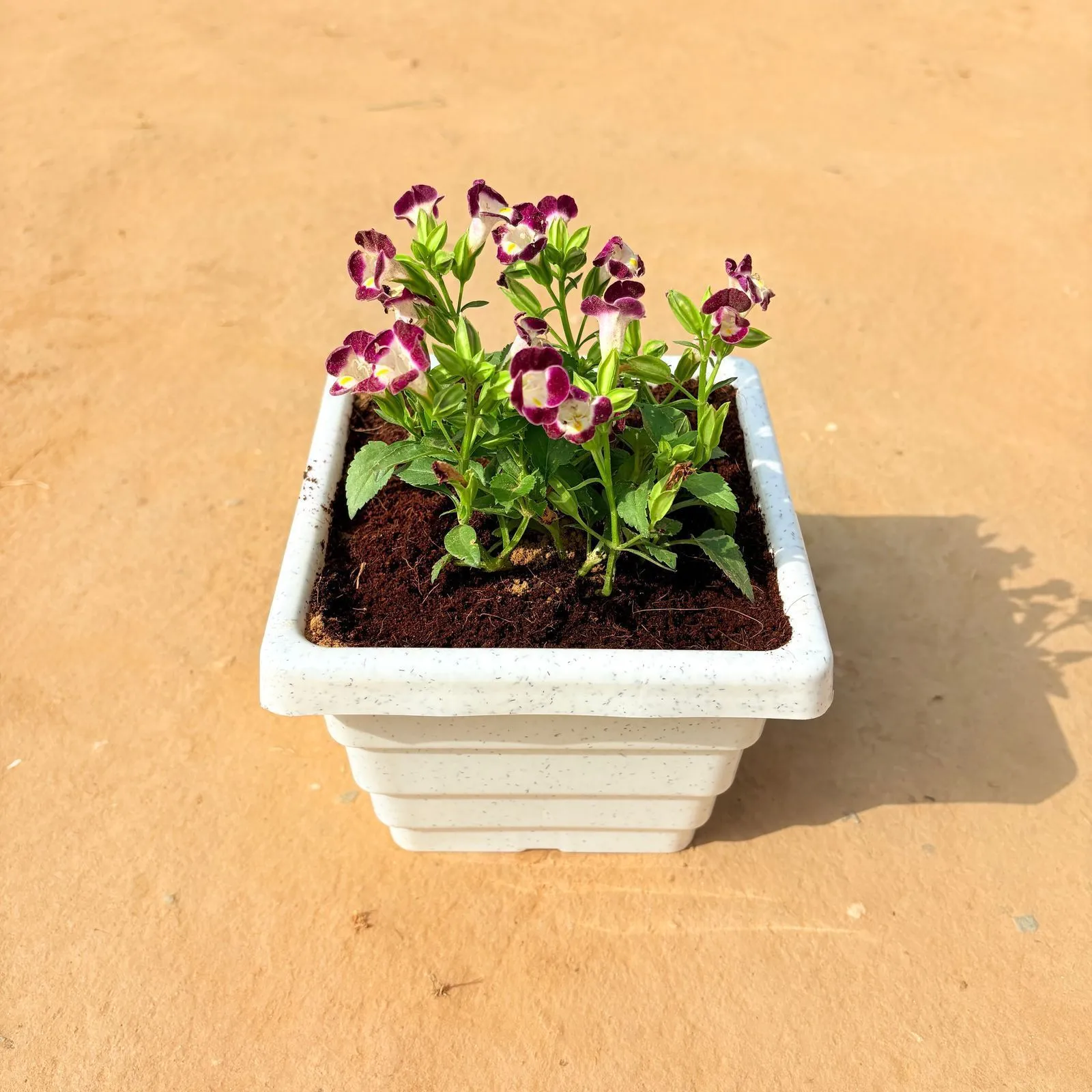 Wishbone / Torenia (any colour) in 6 inch White Premium Orchid Square Plastic Pot