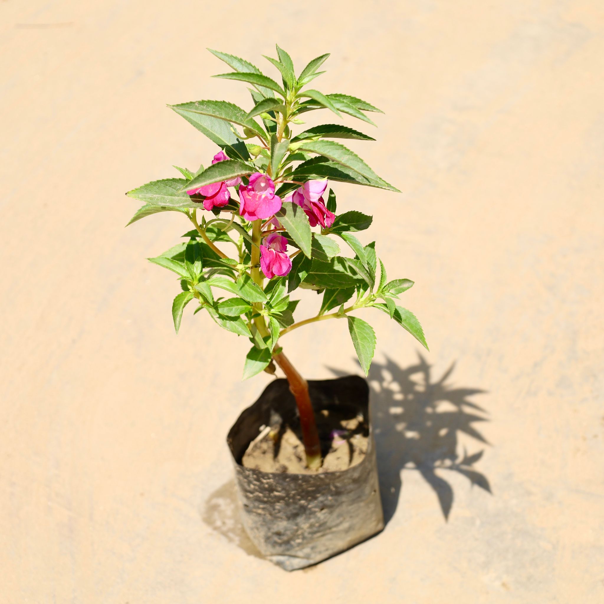 Balsam / Balsamina (any colour) in 4 Inch Nursery Bag