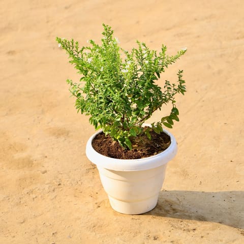 Cuphea / False Heather White in 8 Inch White Classy Plastic Pot