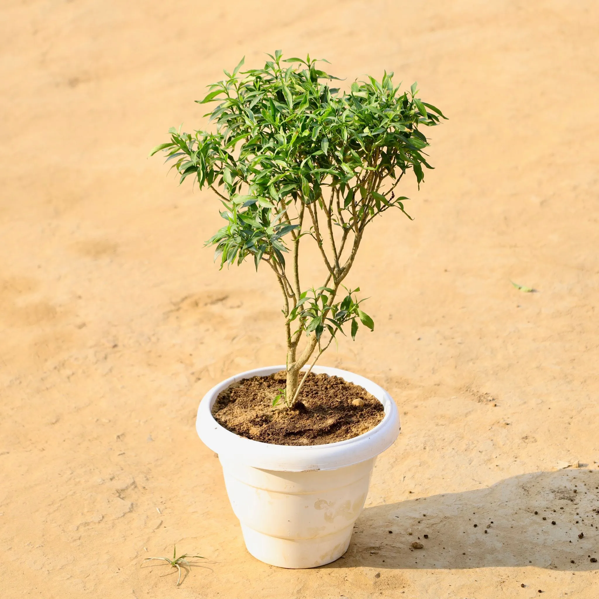 Chandni Dwarf in 8 Inch White Classy Plastic Pot
