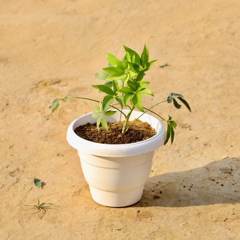 Schefflera Green in 8 Inch White Classy Plastic Pot